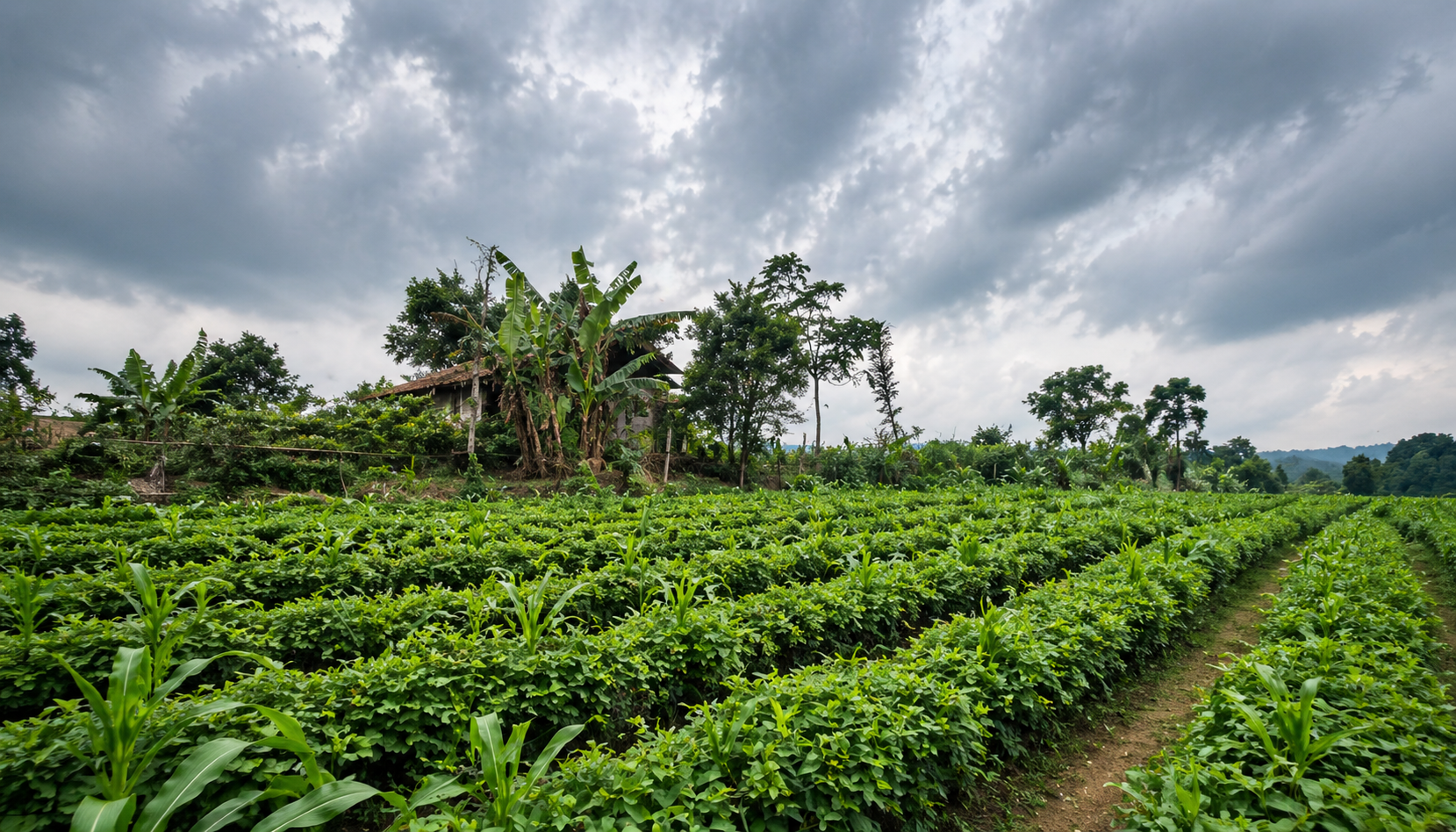 Masyarakat Desa Cipada